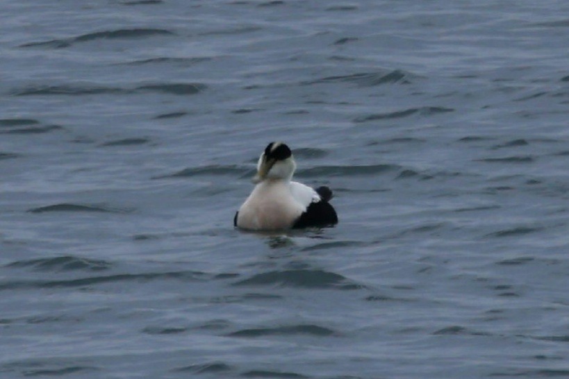 Red-breasted Merganser - ML646871894