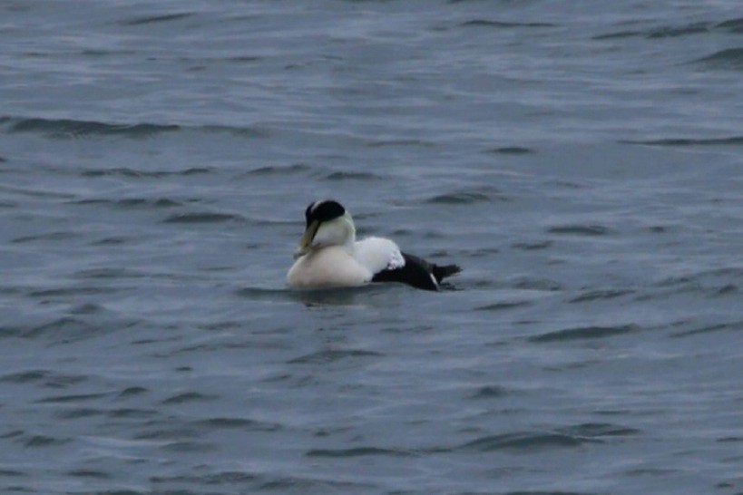 Red-breasted Merganser - ML646871895