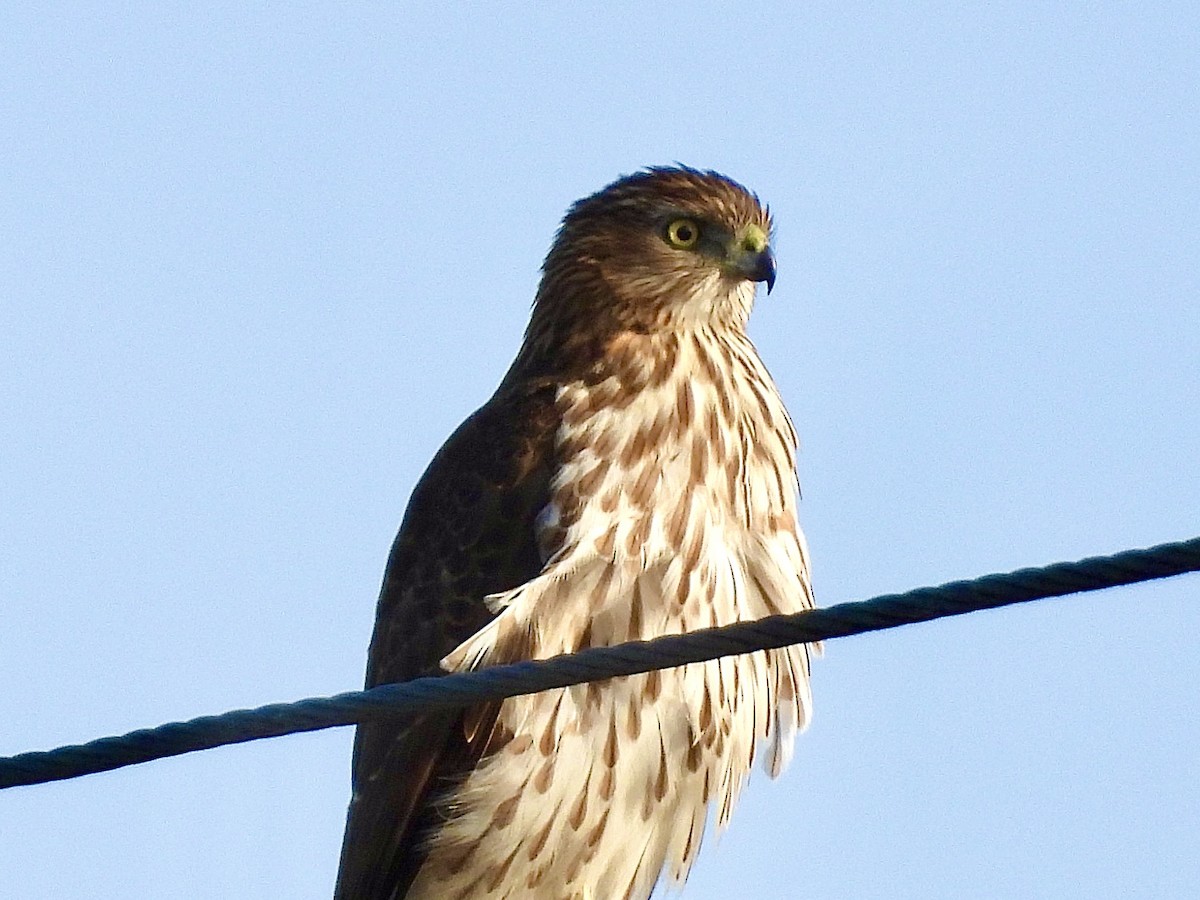 Cooper's Hawk - ML646871898