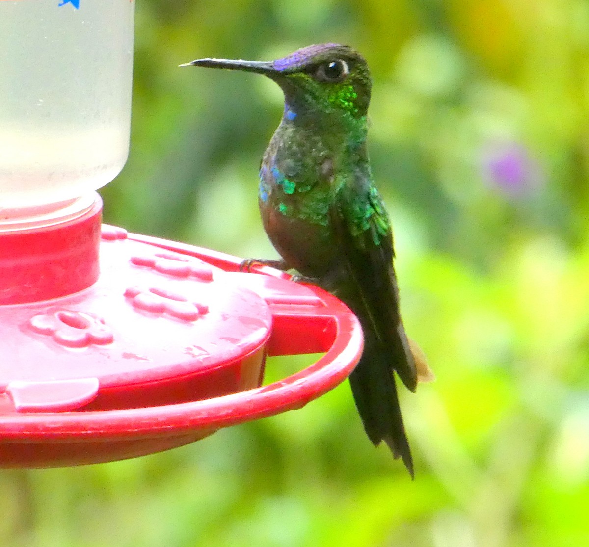 Buff-tailed Coronet - ML646871899