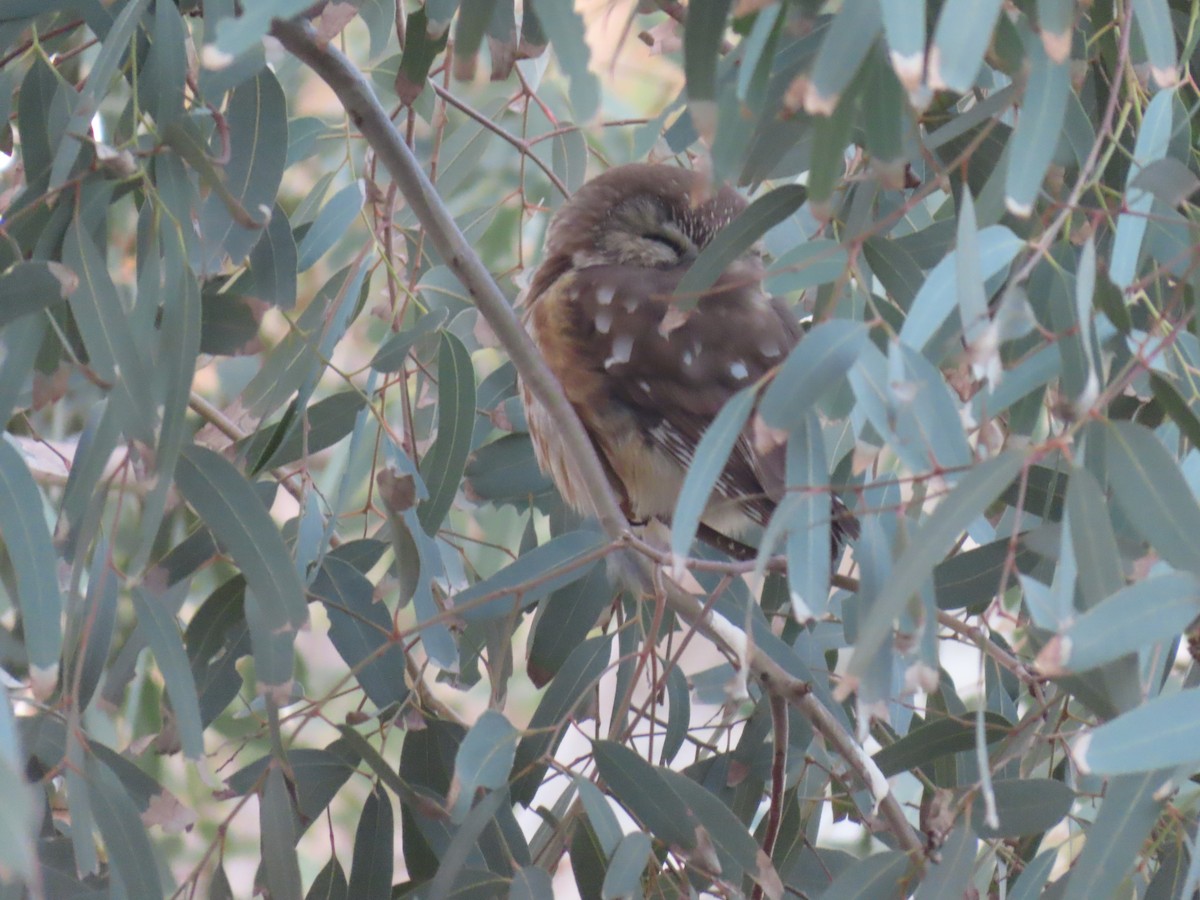 Northern Saw-whet Owl - ML646871902