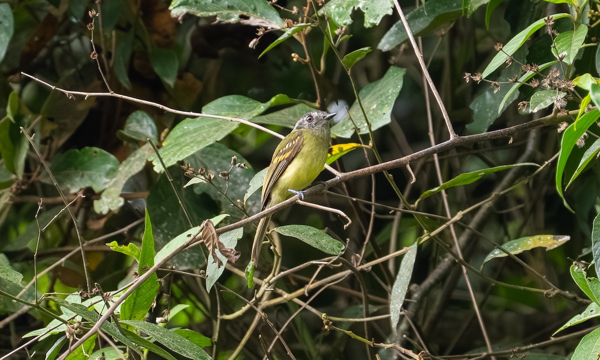Slaty-capped Flycatcher - ML646871903