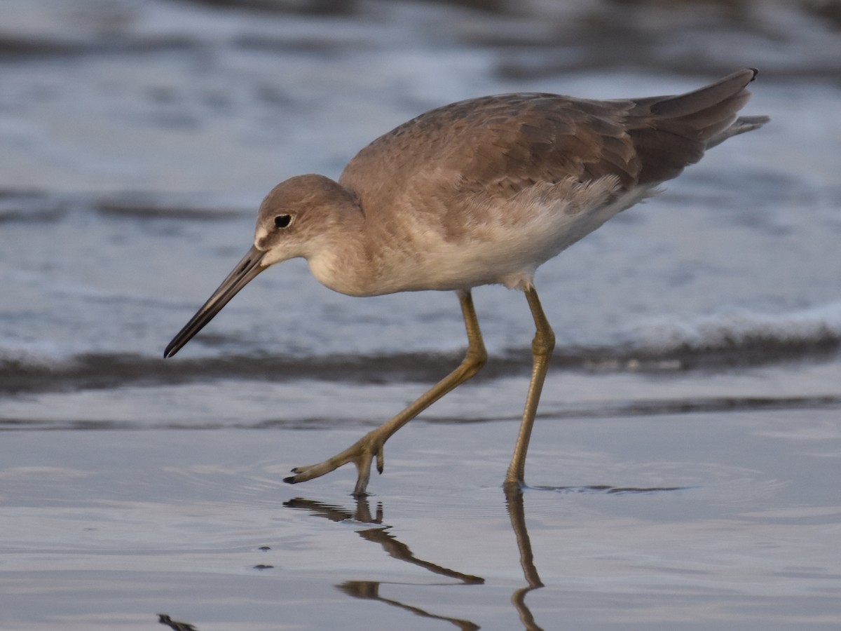 Willet - ML646871906