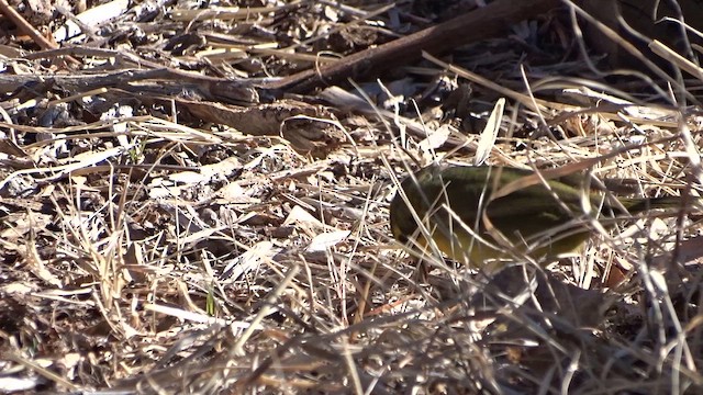 Kentucky Warbler - ML646871907