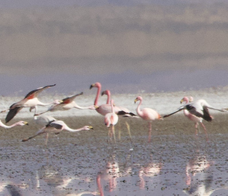 Andean Flamingo - ML646871908
