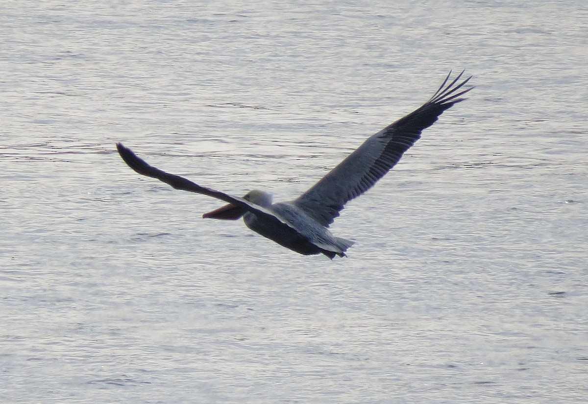 Brown Pelican - ML646871909