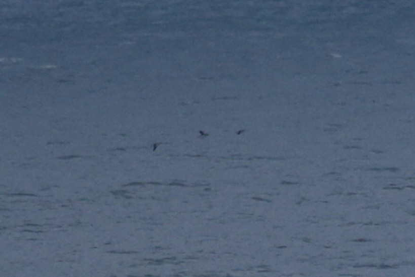 Razorbill - ML646871911