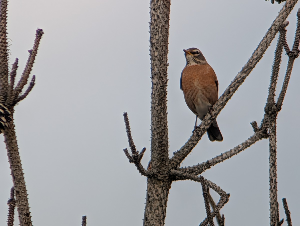 American Robin - ML646871915