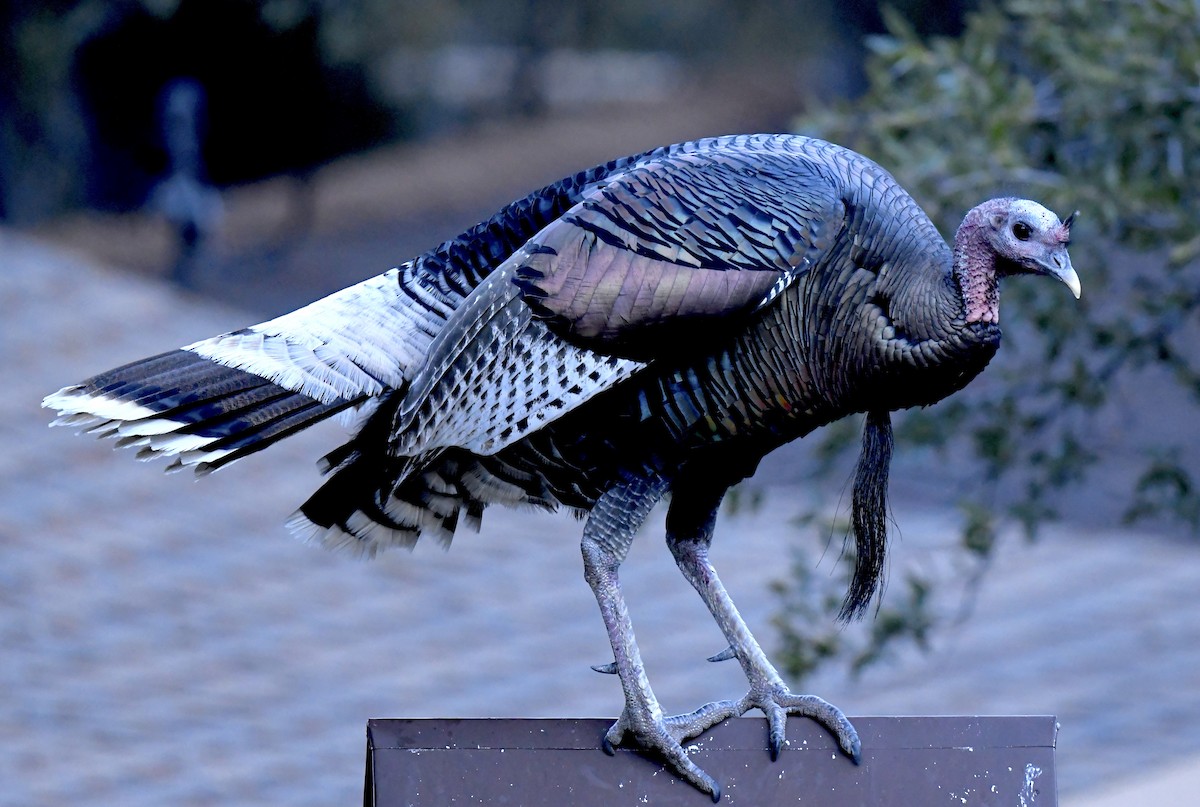 シチメンチョウ - ML646871916