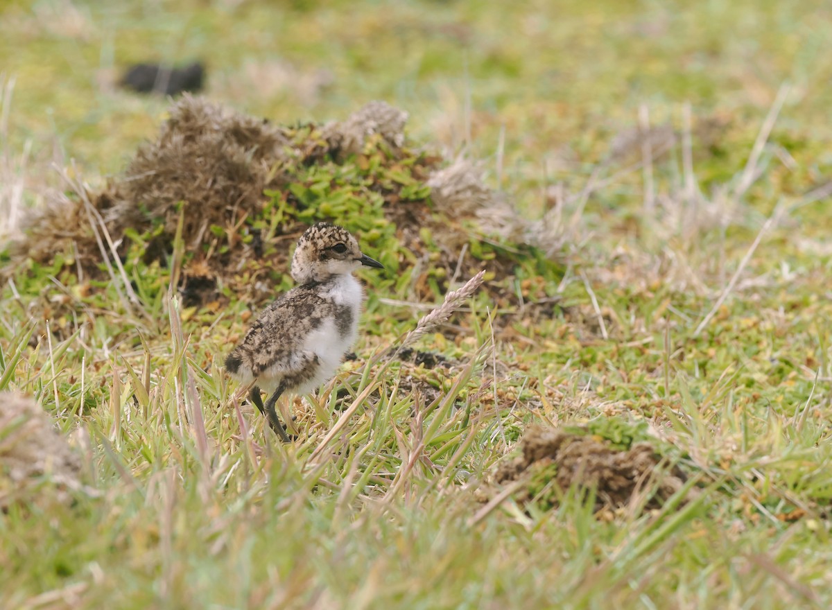 kulík patagonský - ML646871917