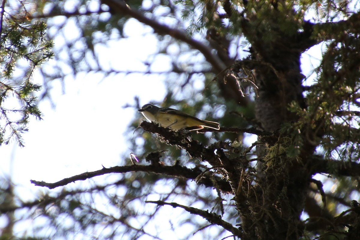 Blue-headed Vireo - ML646871920