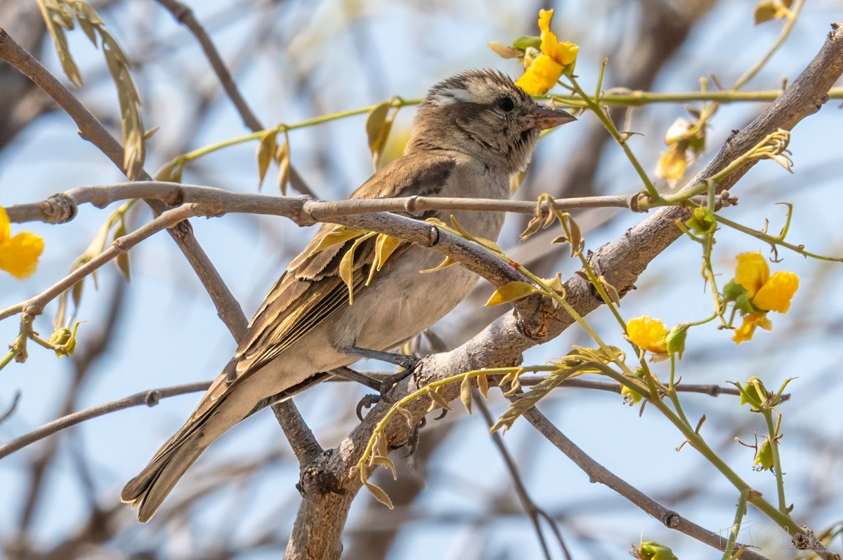 Горобець білобровий - ML646871921