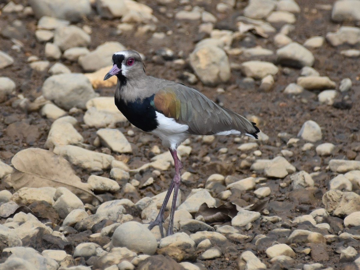 čejka jihoamerická - ML646871923