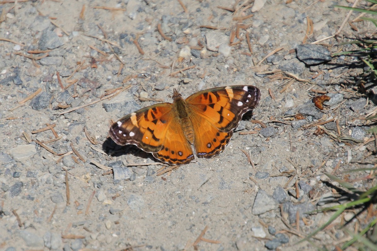 American Lady - ML646871928