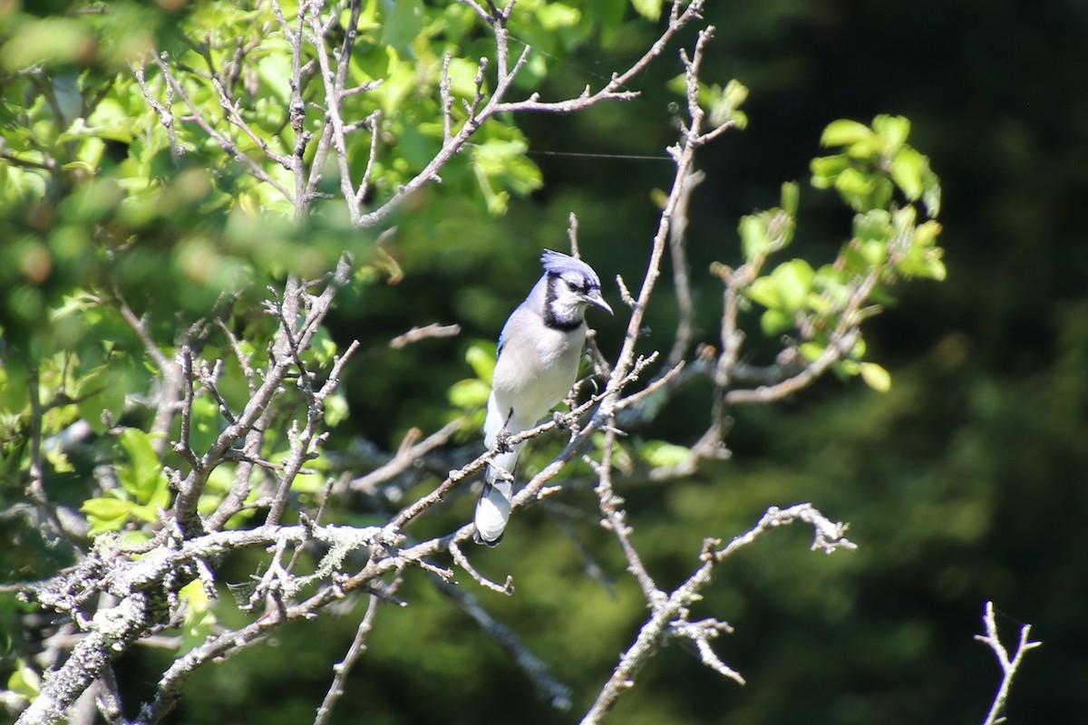 Blue Jay - ML646871938