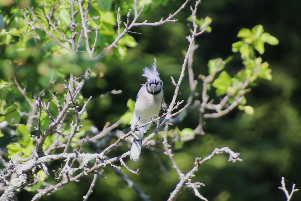 Blue Jay - ML646871941