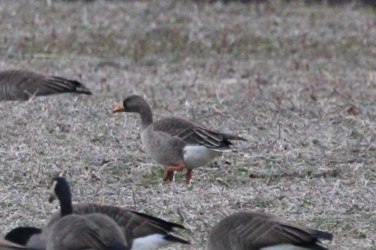 マガン - ML646871943