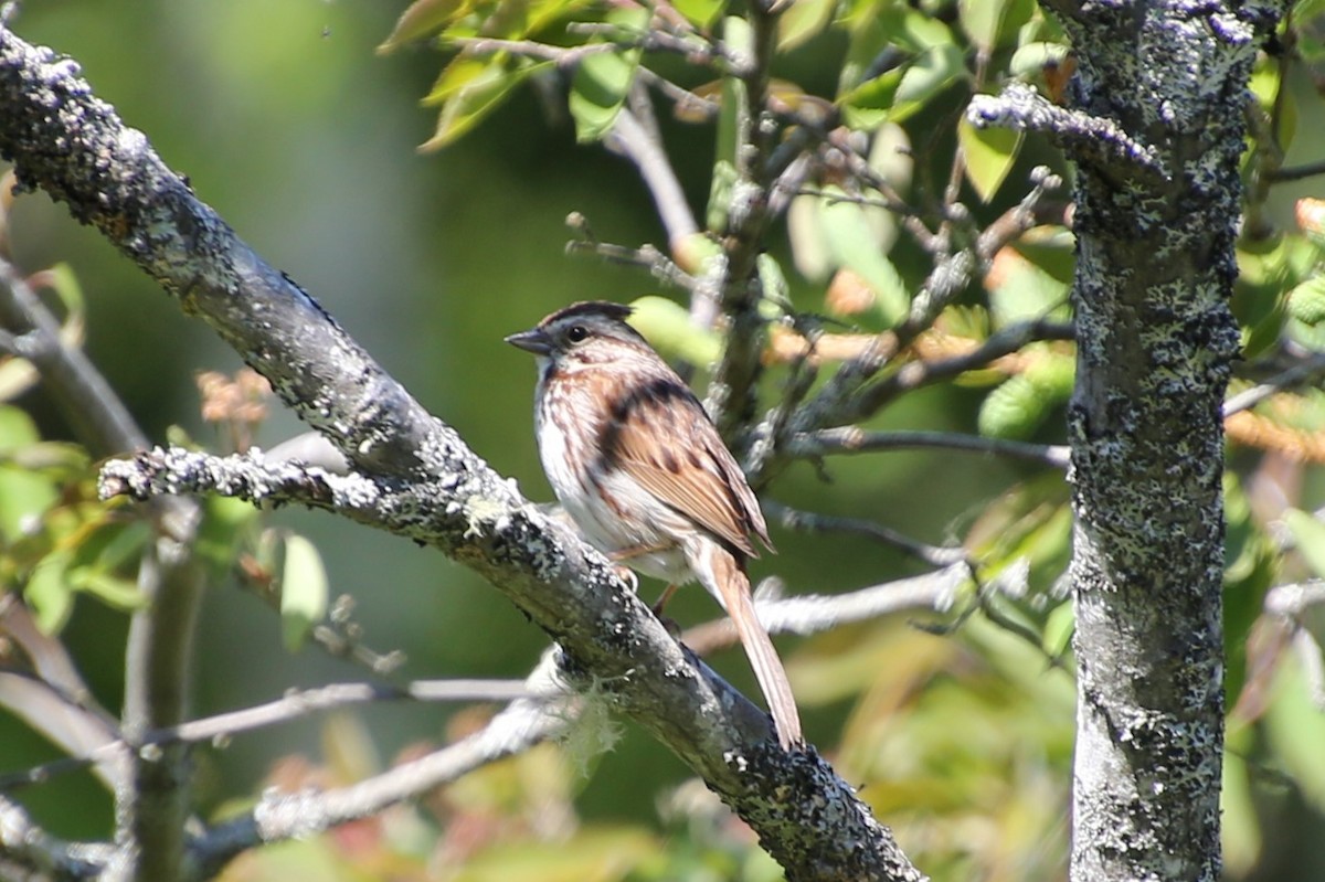 Певчая овсянка - ML646871946