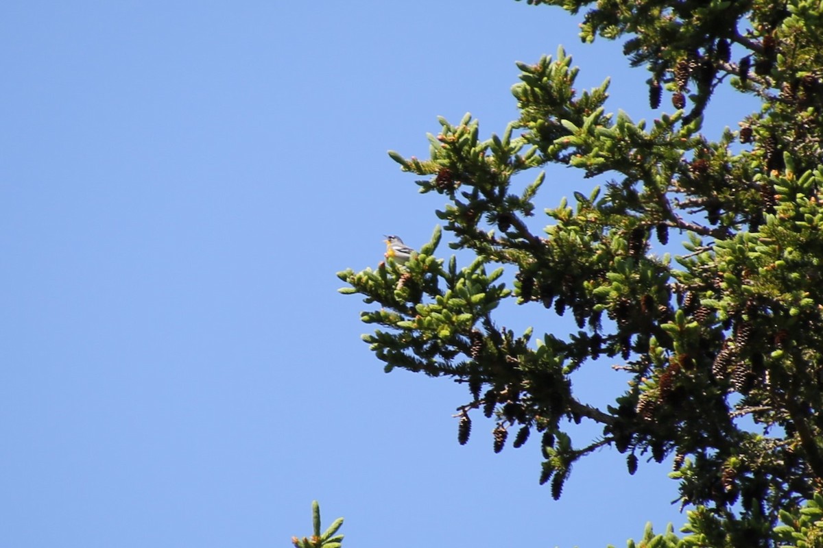 Очковая древесница - ML646871950