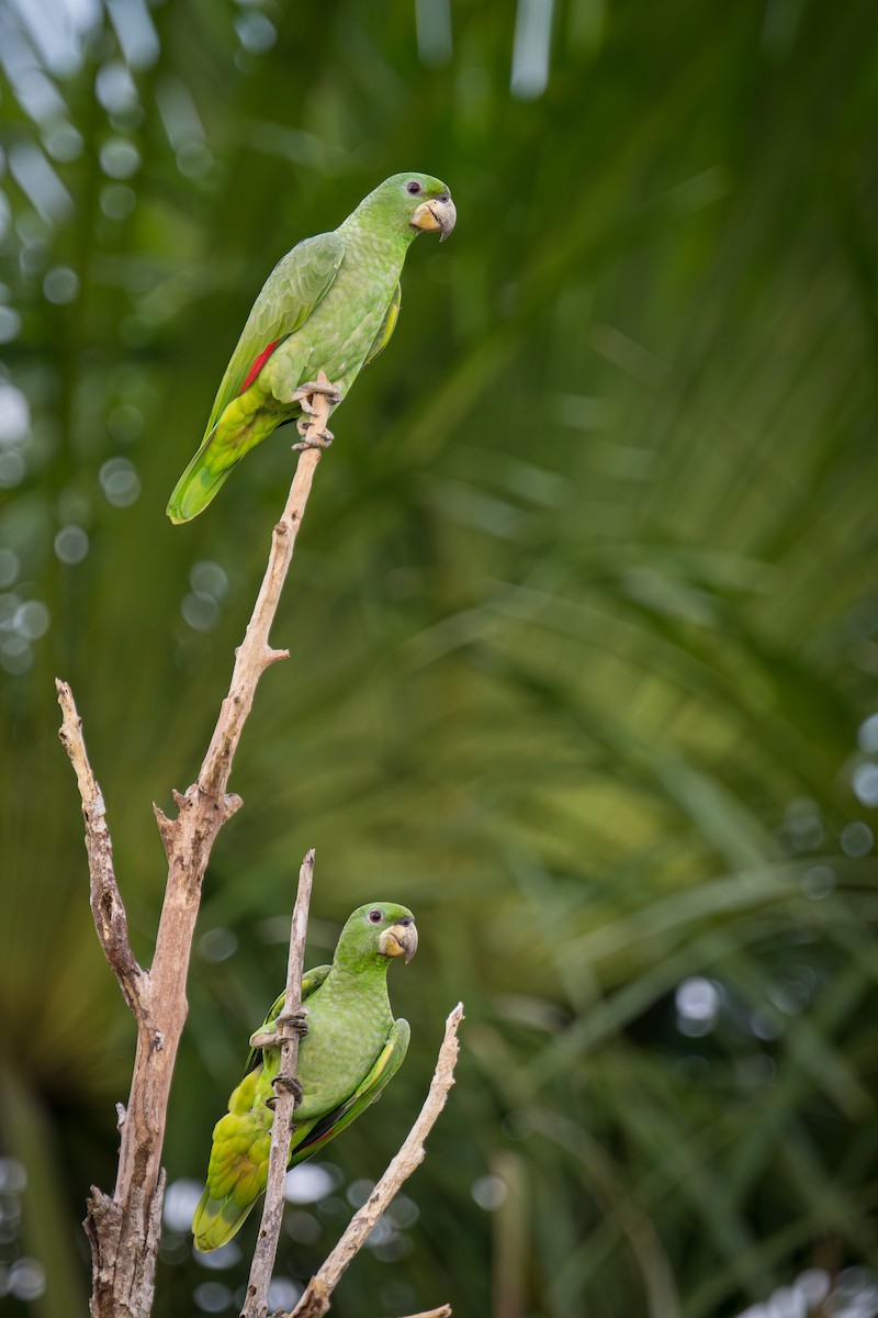 Kawall's Amazon - ML646871952