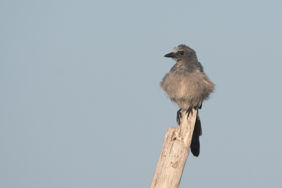 フロリダカケス - ML646871955