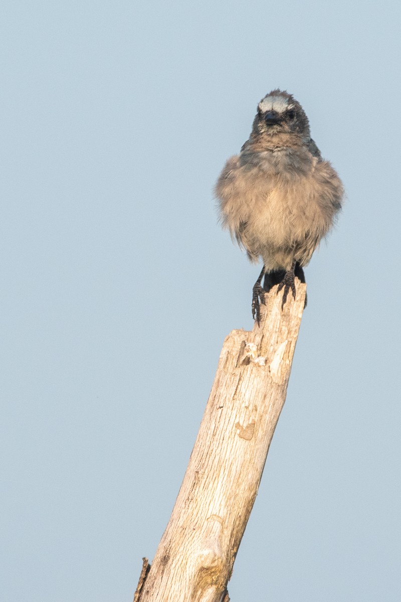 フロリダカケス - ML646871956