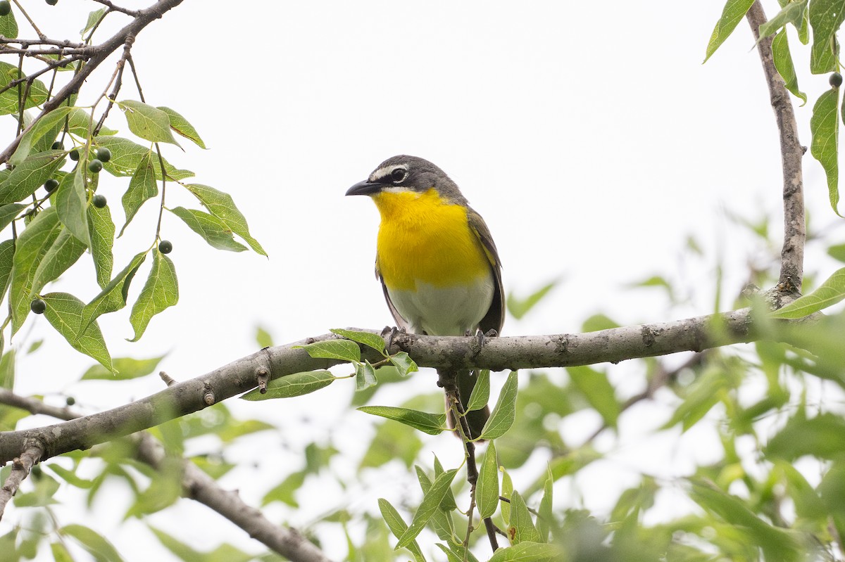 Ictérie polyglotte - ML646871961