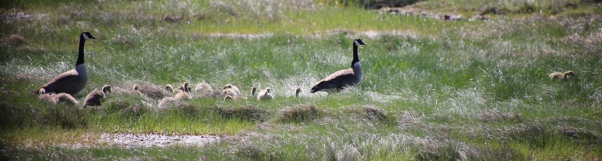 Канадская казарка - ML646871962