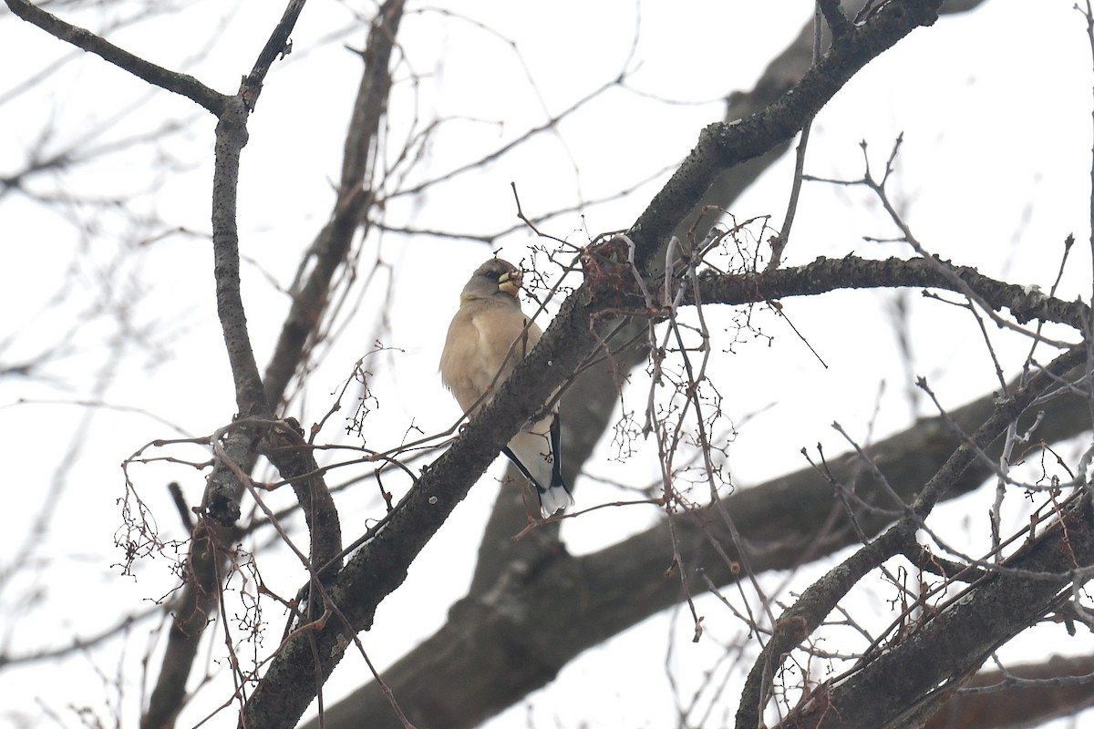 Evening Grosbeak - ML646871971