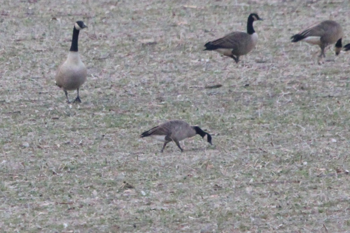 シジュウカラガン - ML646871972