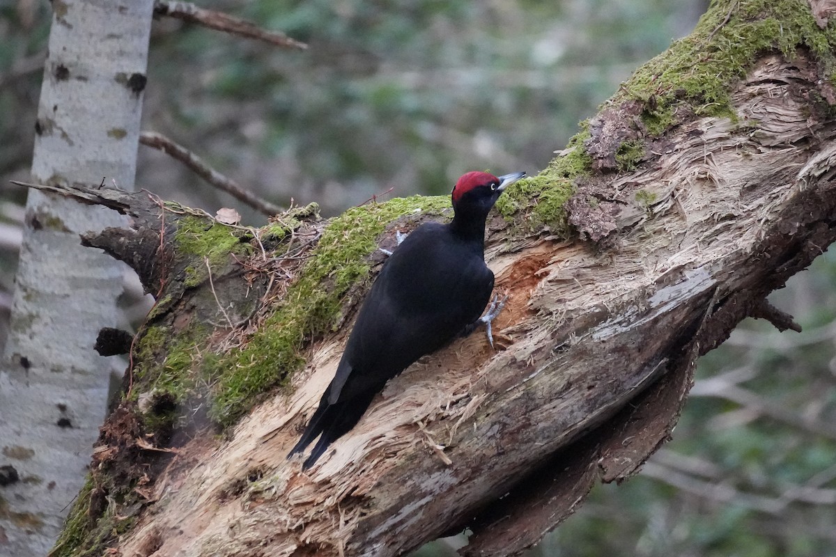 Black Woodpecker - ML646871976