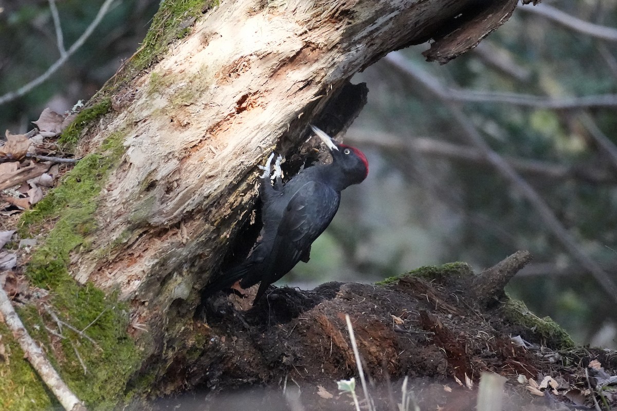 Black Woodpecker - ML646871977