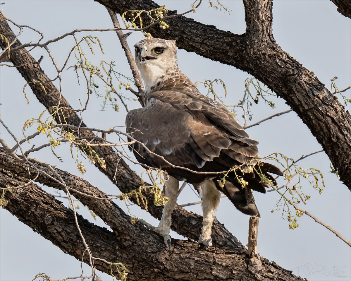 Орел-боєць - ML646871981