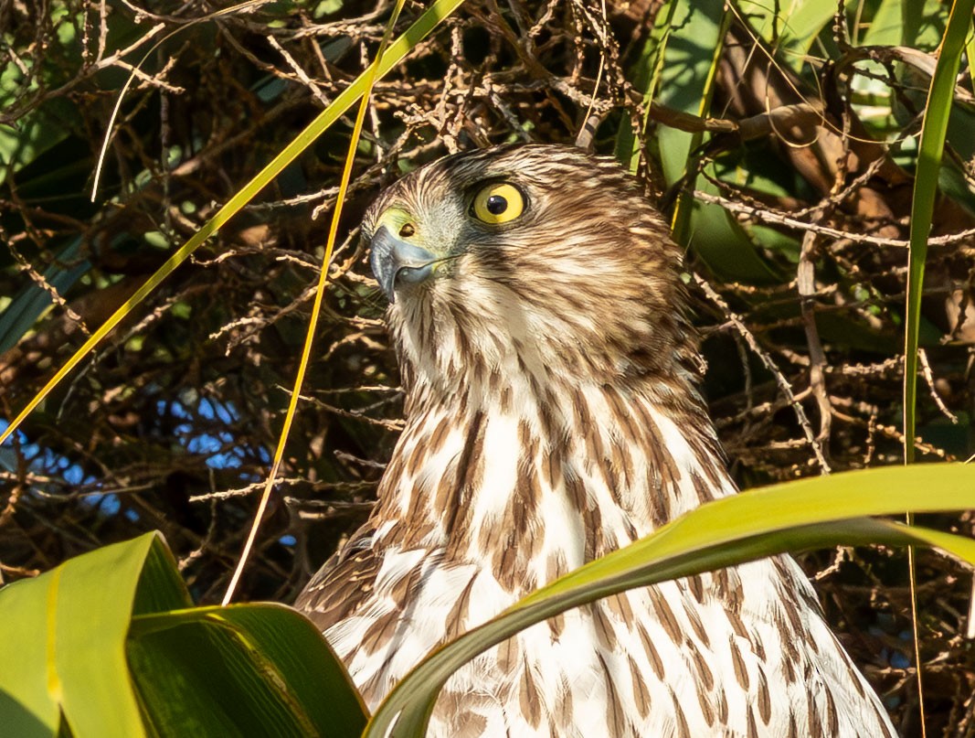 jestřáb americký - ML646871985