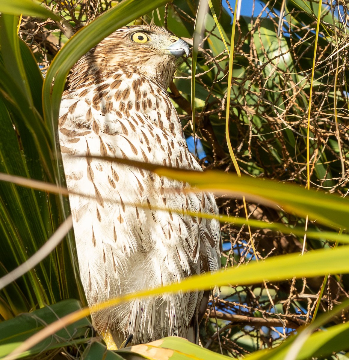 jestřáb americký - ML646871992