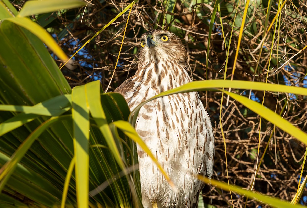 jestřáb americký - ML646871993
