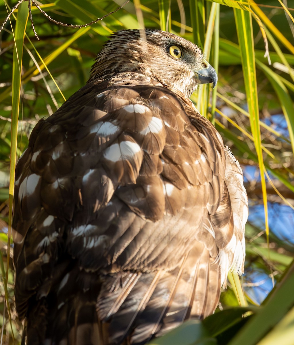 jestřáb americký - ML646871995