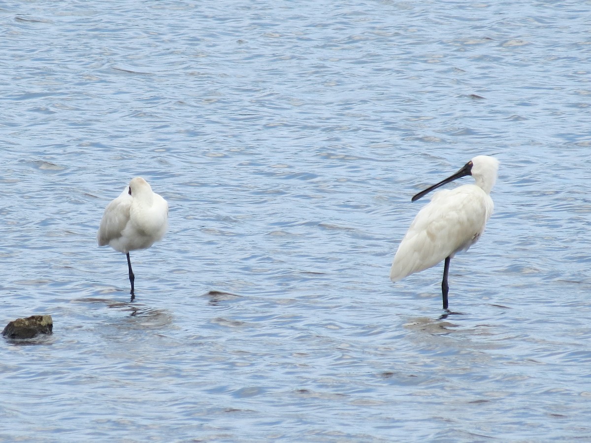 kongeskjestork - ML646871998