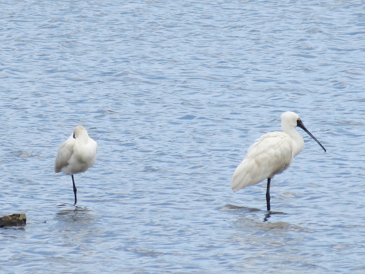 kongeskjestork - ML646871999