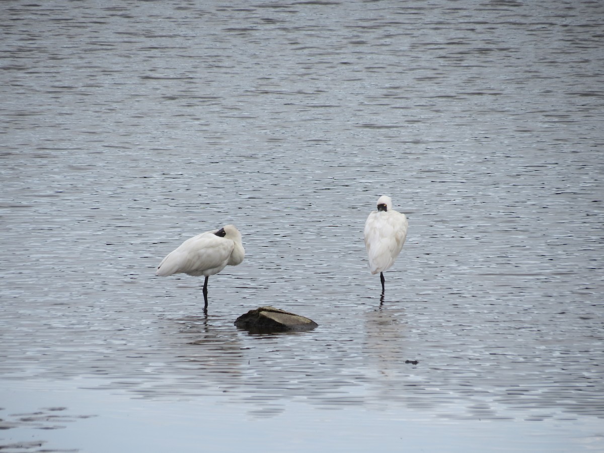 kongeskjestork - ML646872000