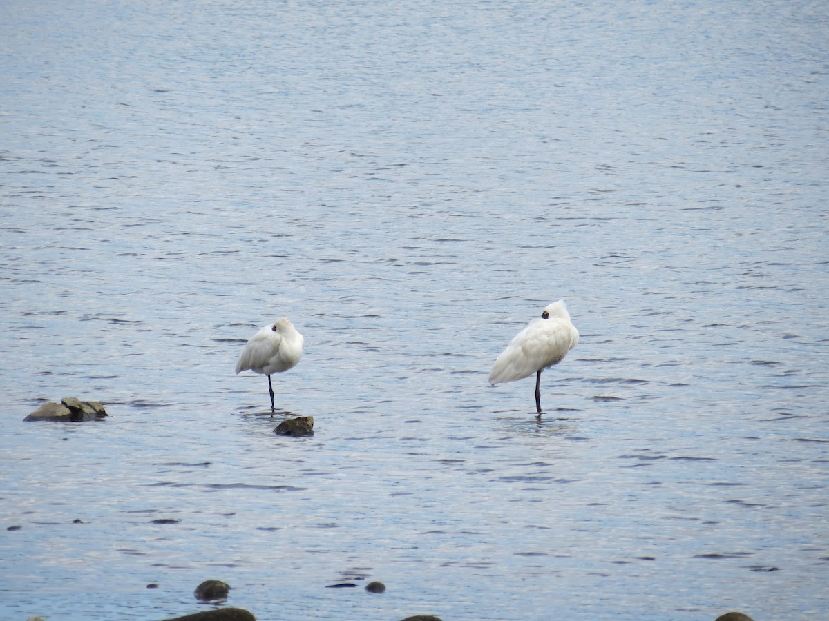 kongeskjestork - ML646872001