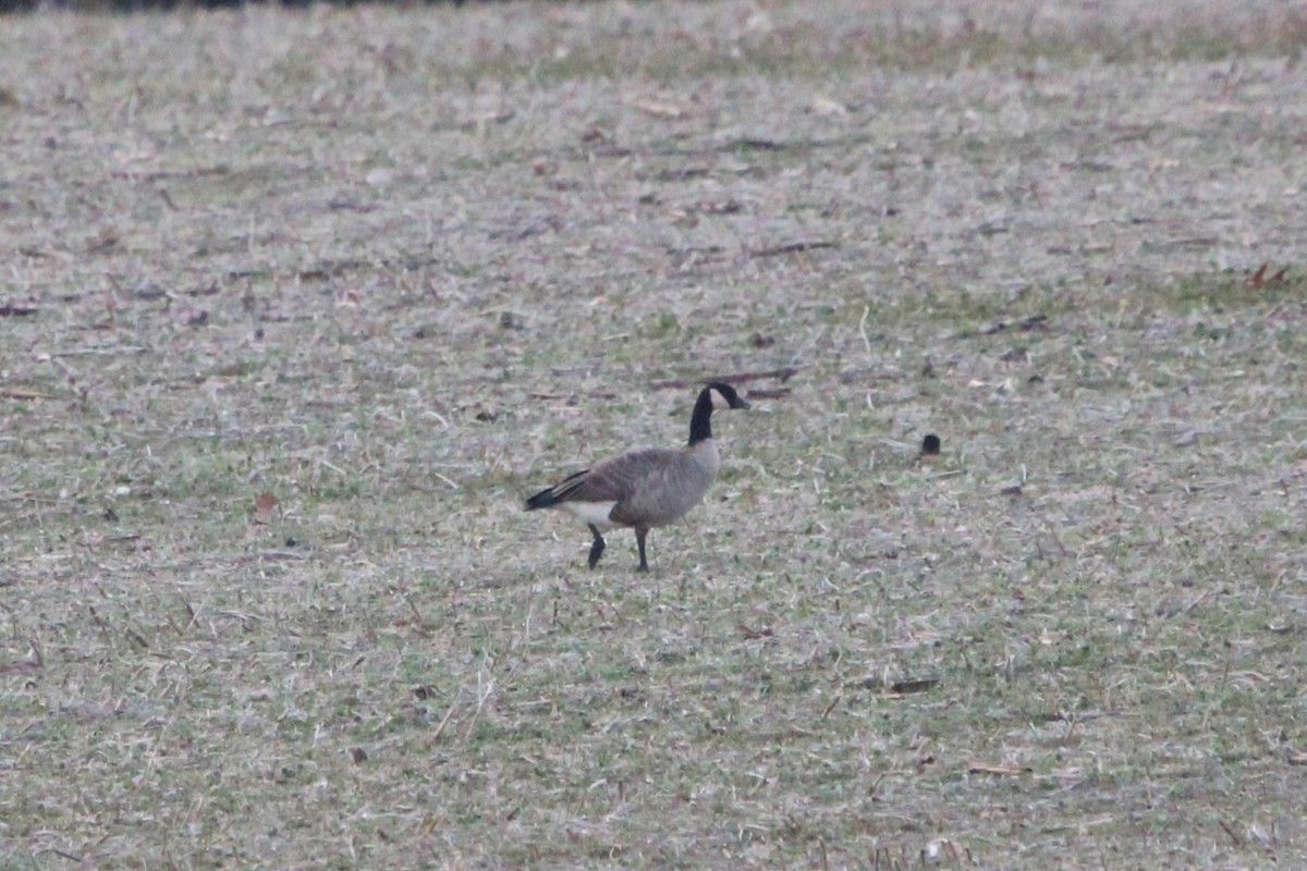 シジュウカラガン - ML646872002