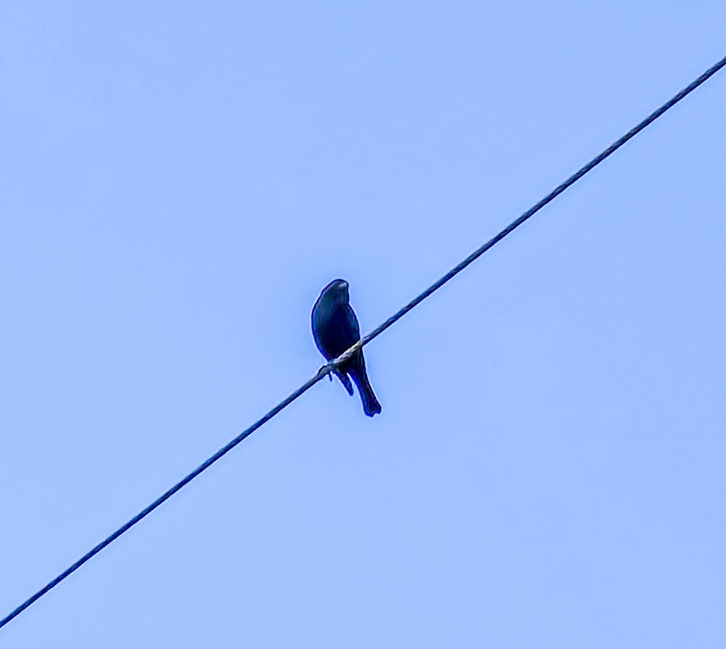 Braunkopf-Kuhstärling - ML646872004