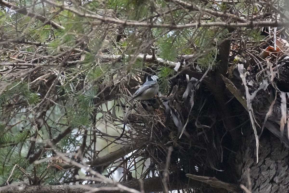 煤山雀(ater群) - ML646872006