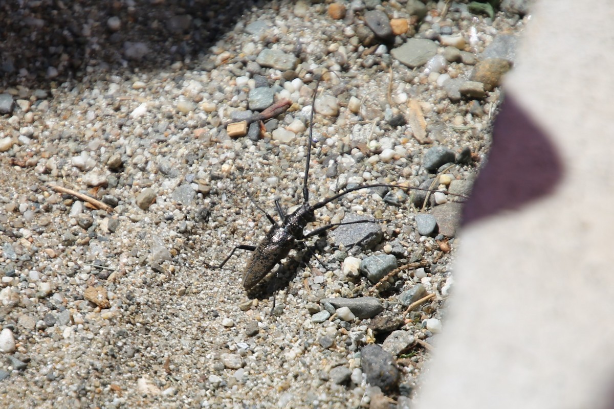 White-spotted Sawyer - ML646872017