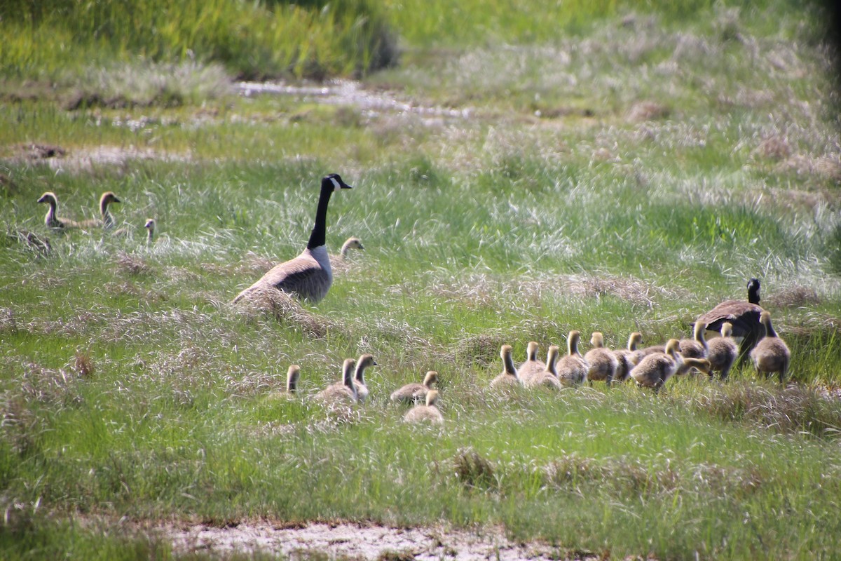 Казарка канадська - ML646872021