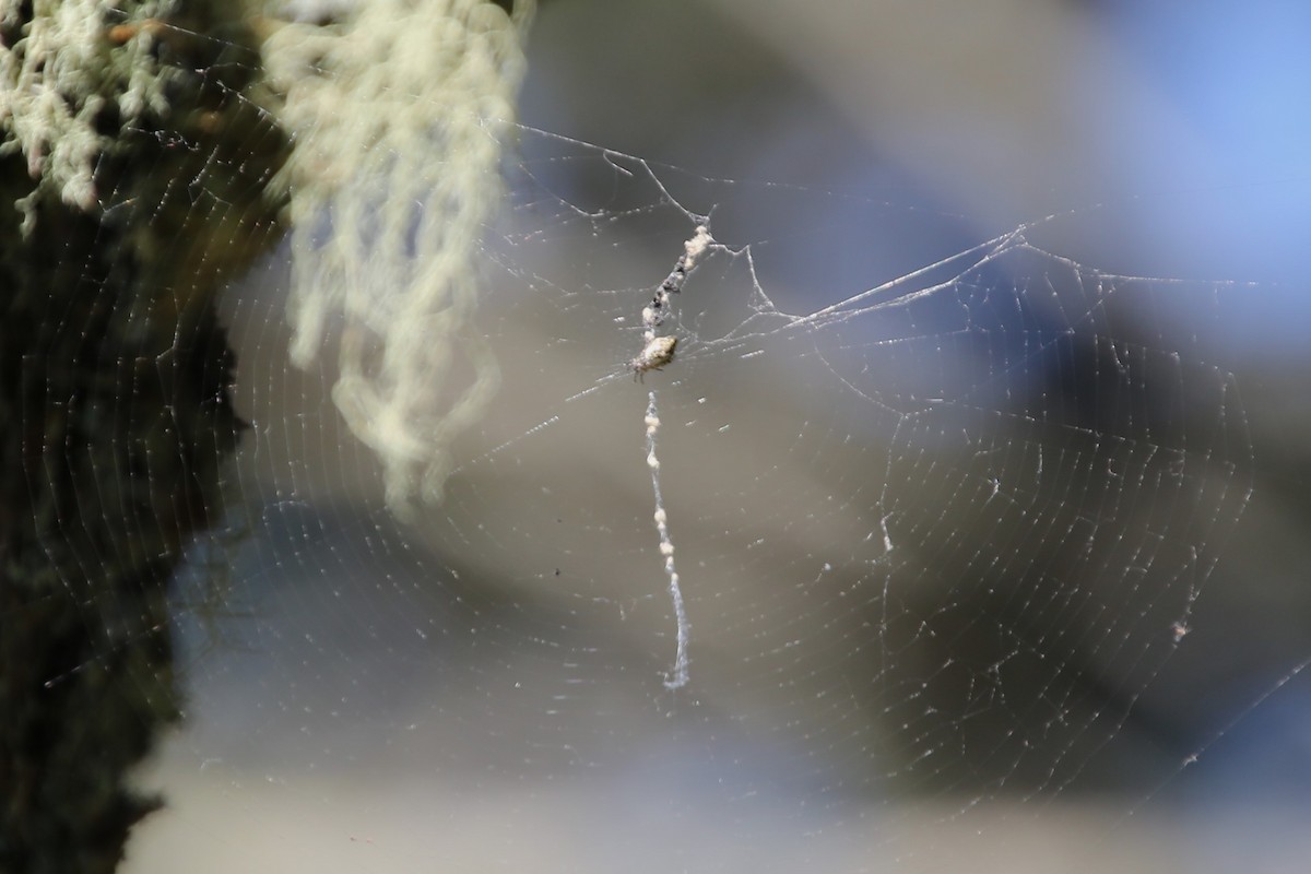 Conical Orbweaver - ML646872024