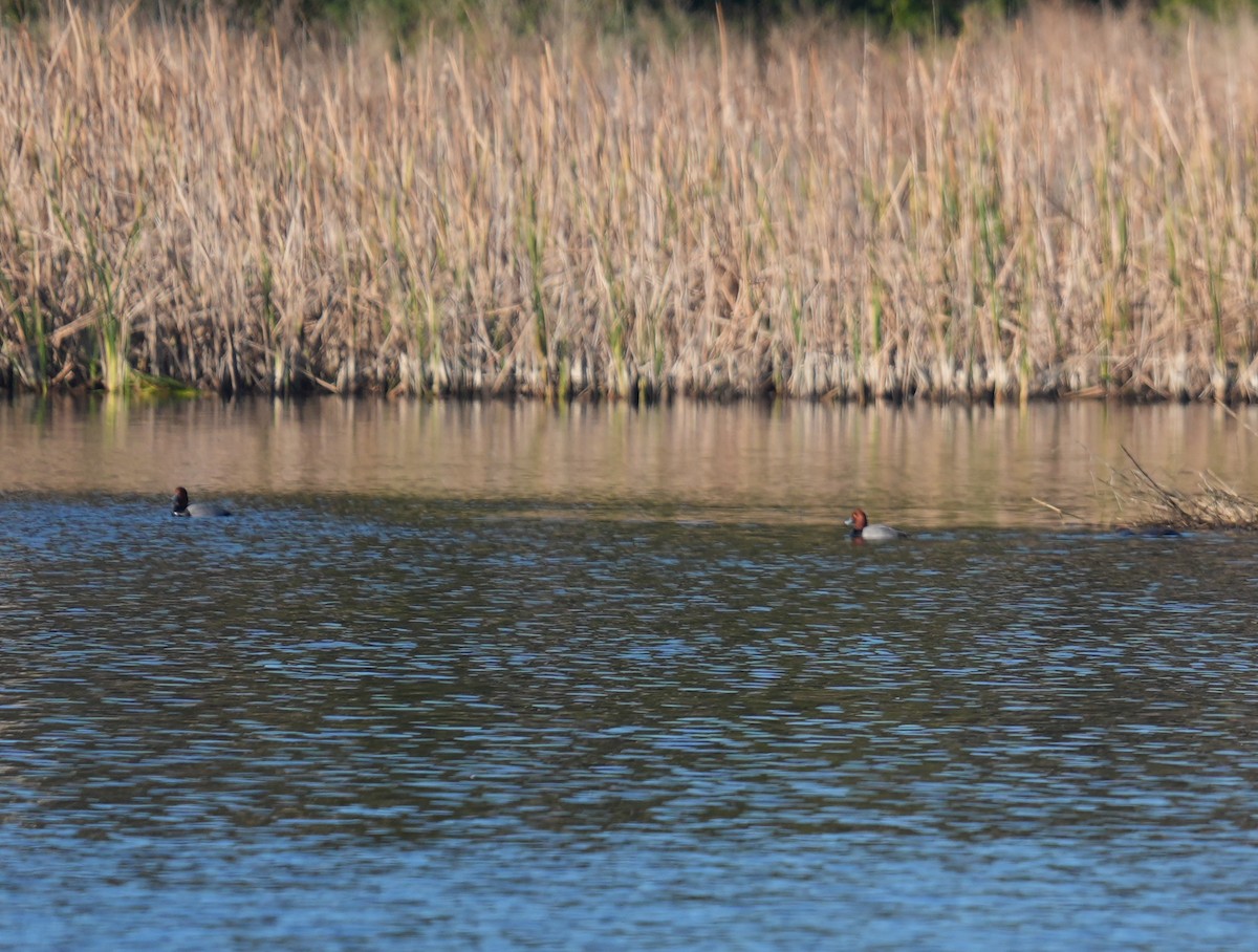 Redhead - ML646872030