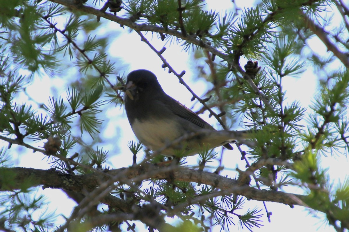 Юнко сірий - ML646872033