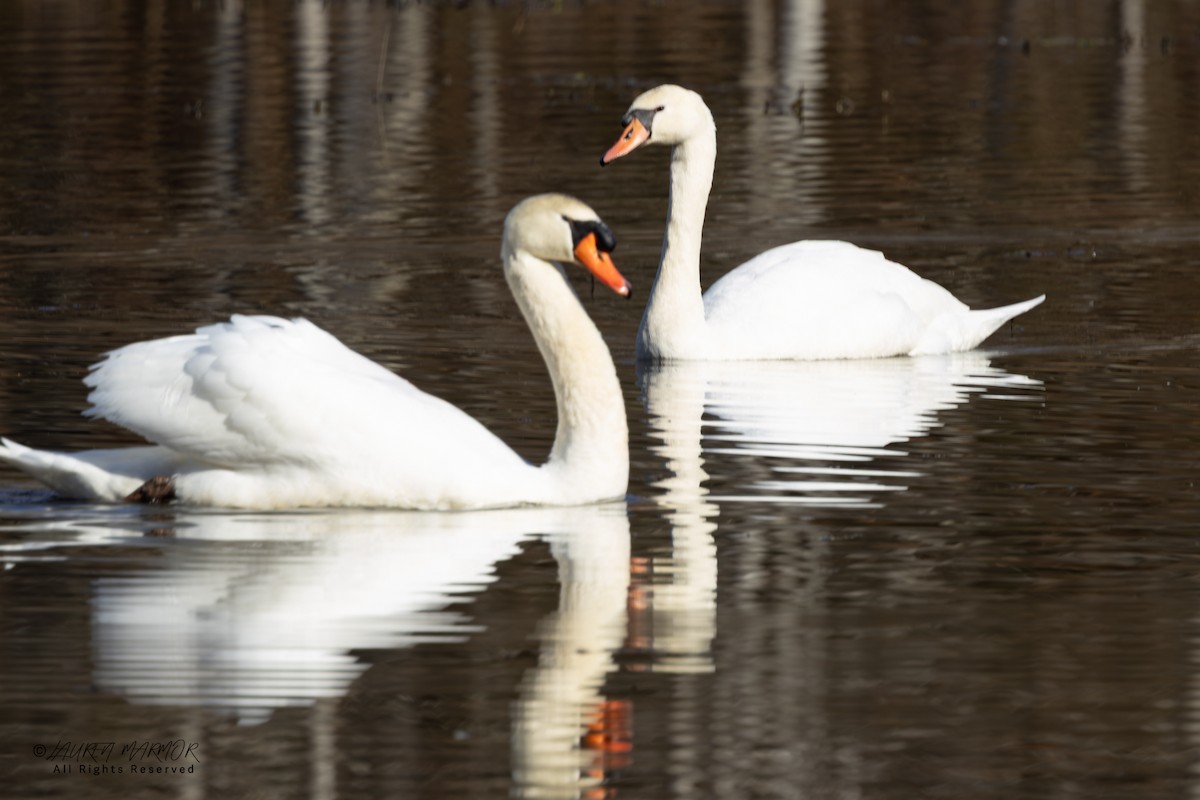 Лебідь-шипун - ML646872034